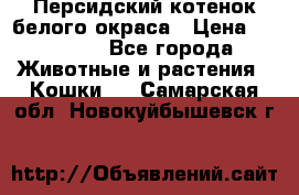 Персидский котенок белого окраса › Цена ­ 35 000 - Все города Животные и растения » Кошки   . Самарская обл.,Новокуйбышевск г.